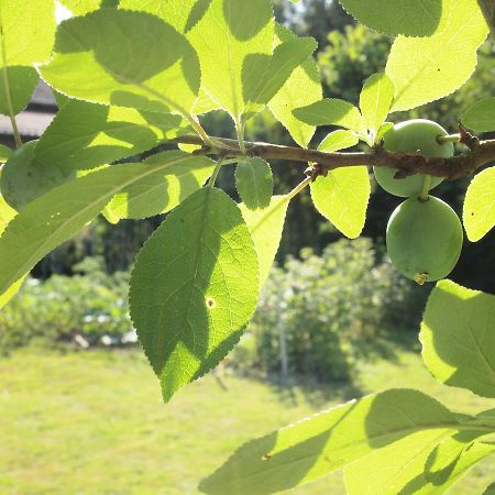Saint-Léonard-de-Noblat Les Jardins De Lily酒店 外观 照片