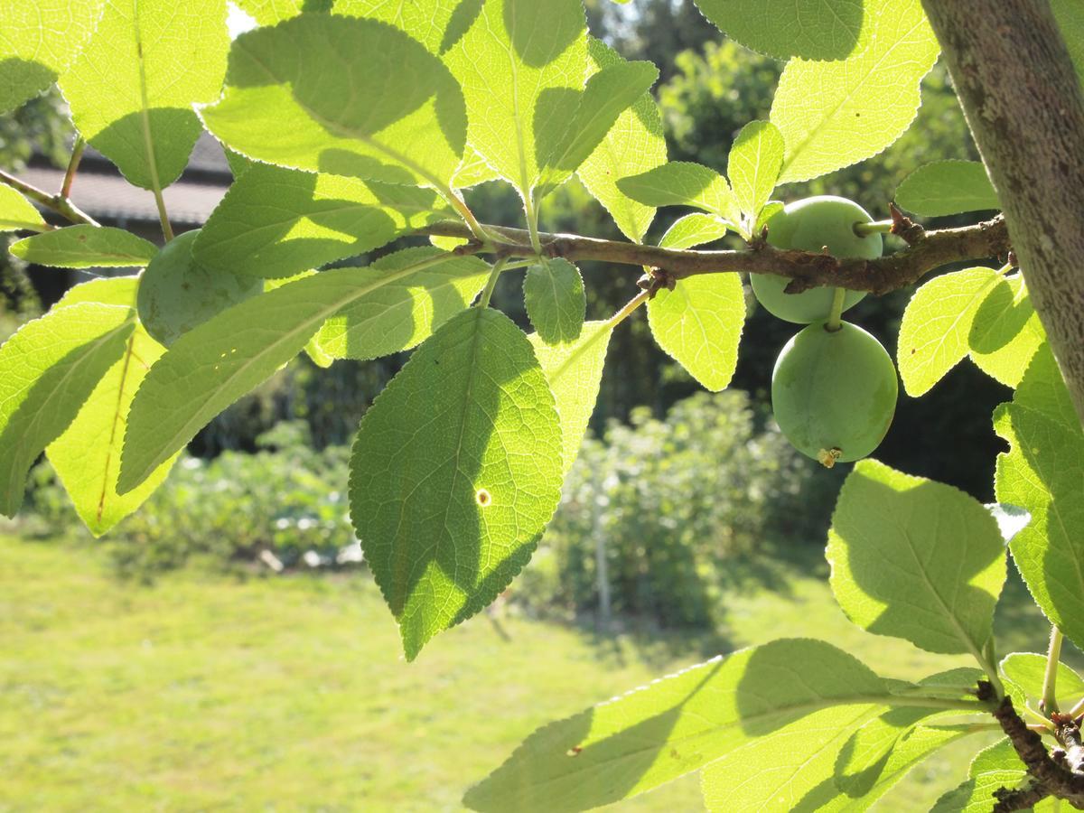 Saint-Léonard-de-Noblat Les Jardins De Lily酒店 外观 照片